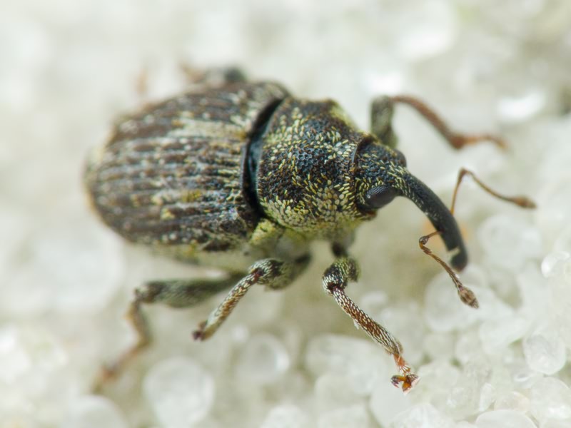 Nedyus quadrimaculatus (Linnaeus, 1758)